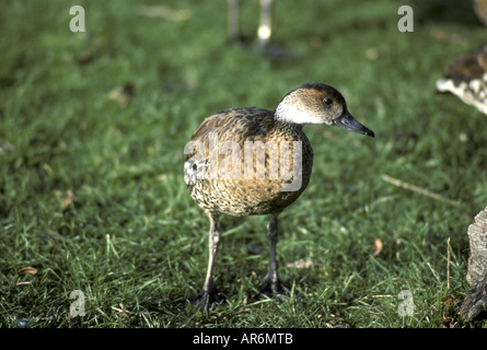 Schwarz in Rechnung gestellt Pfeifen-Ente Dendrocygna arborea Stockfoto