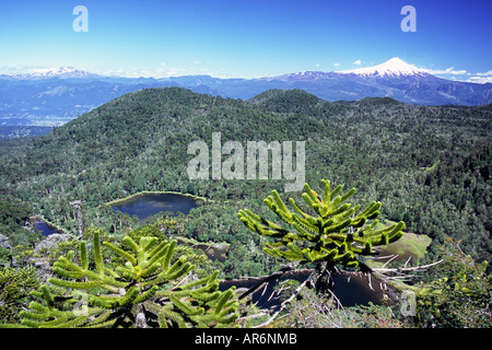 Ein Wald von Monkey Puzzle Bäume auf einem klaren sonnigen Tag mit strahlend blauem Himmel Stockfoto