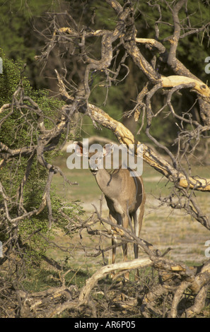 Größere Kudu Tragelaphus Strepsiceros weibliche Botswana Stockfoto
