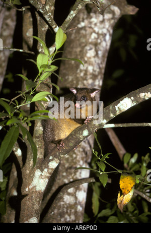 Gemeinsamen Fuchskusu Possum Trichosurus Vulpecula sitzt in der Gabel des Baumes Australien Stockfoto