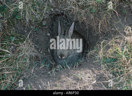 Europäische wilde Kaninchen Oryctolagus Cuniculus Young am Loch Eingang Stockfoto