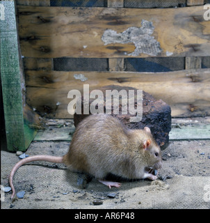 Braune Ratte Rattus Norvegicus hautnah Stockfoto
