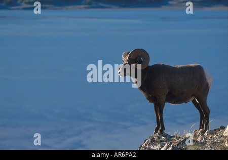 Bighorn Schafe Ovis Canadensis einzelnes Männchen über Athabasca River in der Nähe von Jasper-Kanada Stockfoto