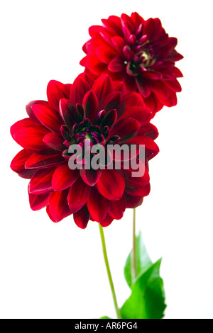 Nahaufnahme von eine dunkle rote Chrysantheme vor einem hellen Hintergrund Stockfoto