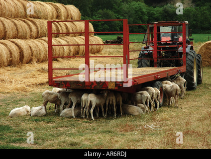 Schafe schützt vor der Sonne unter einem Traktor-Anhänger Stockfoto