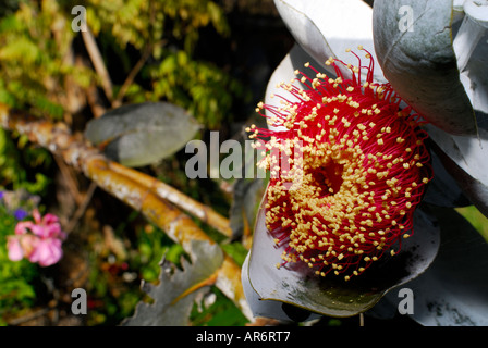 Nahaufnahme von Eukalyptus Macrocarpa 'Mottlecah' Blüte Stockfoto