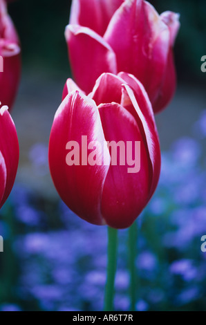 Tulipa Toyota im Chenies Manor Garden Stockfoto