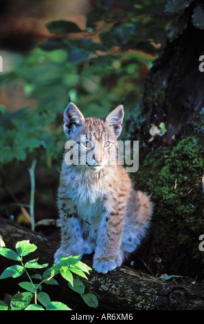 Luchs Junger Lynx Lynx Lynx Cub Tiere Saeugetiere Säugetiere Raubtiere Katzenartige Erwachsene Stockfoto