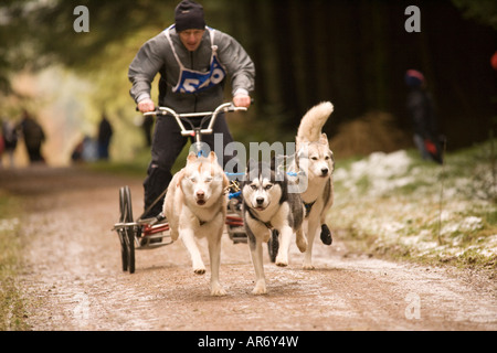 Hund Sport Schottland Husky Huskies Schlittenhund Rennen in Ae Wald Dumfries und Galloway UK Stockfoto