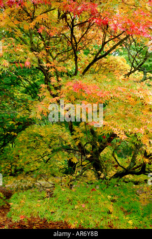 Grün gelb rot ändern Herbst Farben der glatten japanischer Ahorn Acer palmatum Stockfoto