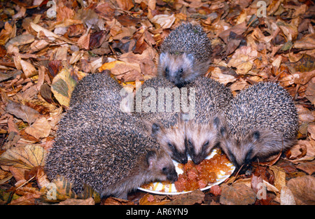 Europäische Igel, Igel, Europa, Erinaceus europaeus Stockfoto