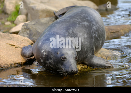 European Grey Seal, Kegelrobbe, Europa, Nordsee Skanes Djurpark Hoeoer Schweden Stockfoto