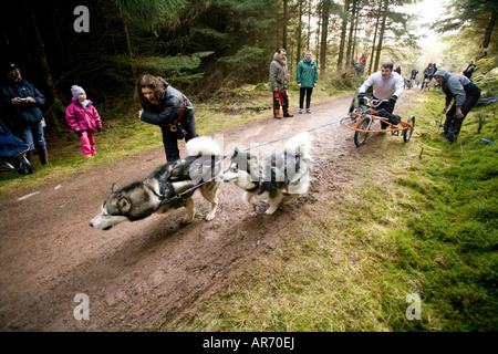 Hund Sport Schottland Husky Huskies Schlittenhund Rennen in Ae Wald go go Team Anfahren Dumfries und Galloway UK Schlitten Stockfoto