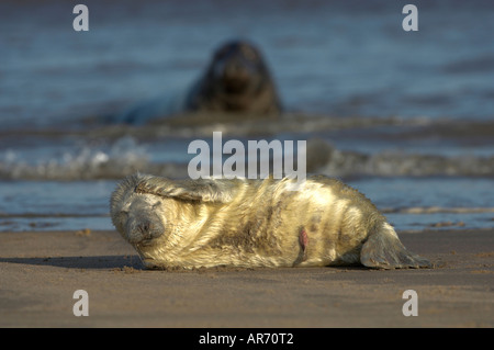 European Grey Seal, Kegelrobbe, Europa, Nordsee Stockfoto