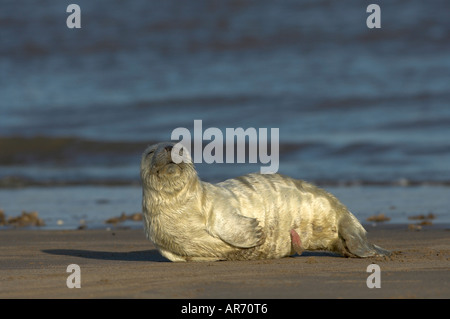 European Grey Seal, Kegelrobbe, Europa, Nordsee Stockfoto