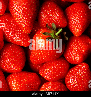 Frische Erdbeeren SCHLIESSEN SICH MIT EINER 'Helden' ERDBEERE IN DER MITTE DER AUFNAHME Stockfoto