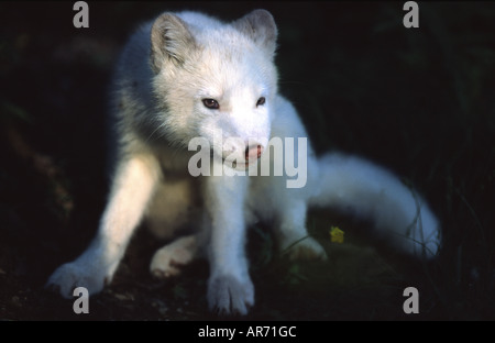 arctic fox, Alopex lagopus, polarfuchs, eisfuchs Stockfoto