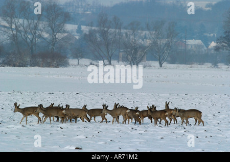 Rothirsch, Reh Capreolus Capreolus, Europa Stockfoto