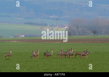 Rothirsch, Reh Capreolus Capreolus, Europa Stockfoto