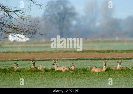 Rothirsch, Reh Capreolus Capreolus, Europa Stockfoto