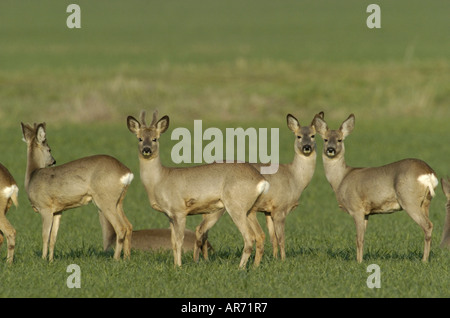 Rothirsch, Reh Capreolus Capreolus, Europa Stockfoto