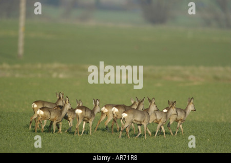 Rothirsch, Reh Capreolus Capreolus, Europa Stockfoto