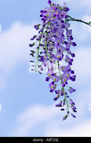 WISTERIA FLORIBUNDA DOMINO ISSAI Stockfoto