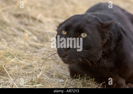 Leopard Schwarz melanistische Panther Panthera pardus Stockfoto