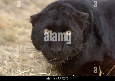 Leopard Schwarz melanistische Panther Panthera pardus Stockfoto