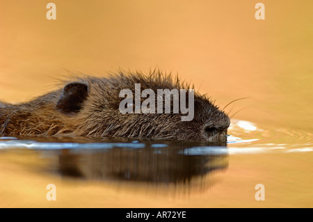 Nutria, Europa, Deutschland Stockfoto