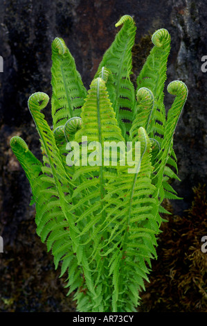 MATTEUCCIA STRUTHIOPTERIS STRAUß FARN Stockfoto