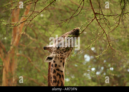 Nahaufnahme von Rothschild s Giraffe alltäglichen Hölle s Gate NP Kenia Stockfoto