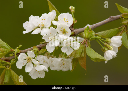 Wilde Kirsche Prunus Avium Blossom Stockfoto