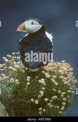 Papageitaucher (Fratercula Arctica) Profil auf Bluff mit Meer Sparsamkeit Blumen, Schottland, Fair Isle, Stockfoto