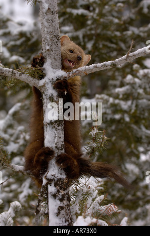 Amerikanische Marder Martes Americana Baum klettern im Schnee fotografiert in USA Stockfoto