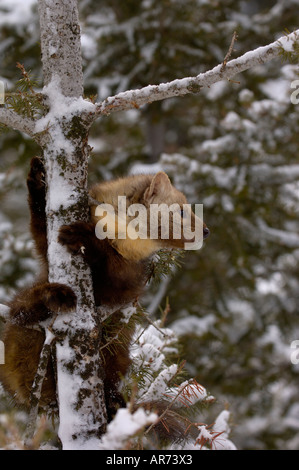 Amerikanische Marder Martes Americana Baum klettern im Schnee fotografiert in USA Stockfoto