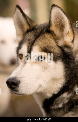 Hund Sport Schottland Porträt ein Husky Hund am Schlitten Hunderennen bei Ae Wald Dumfries und Galloway UK Stockfoto