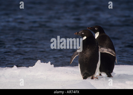 Adelie-Pinguine (Pygoscelis Adeliae) zwei auf Eis, Antarktis Stockfoto