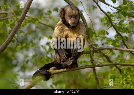 Gelb-breasted Kapuziner Cebus xanthosternos Stockfoto