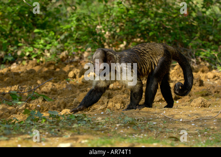 Gelb-breasted Kapuziner Cebus xanthosternos Stockfoto