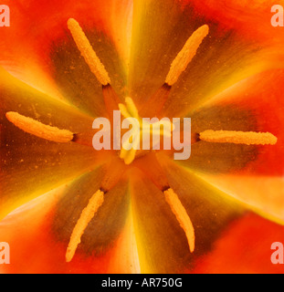 Tulpe-Zentrum, Hintergrundbeleuchtung bei Harrogate Blumenausstellung Stockfoto