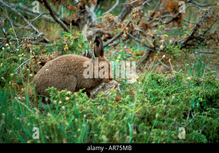 Alpenschneehase Lepus Timidus Schneehase Stockfoto
