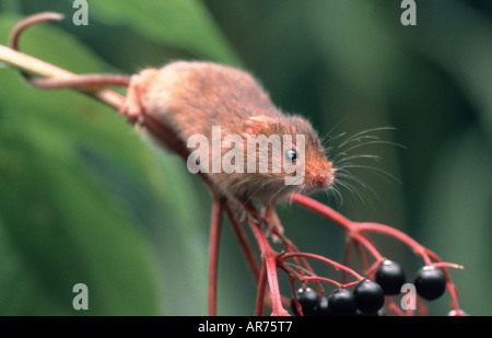 Zwergmaus Micromys Minutus, alte Welt Zwergmaus, Europa Stockfoto