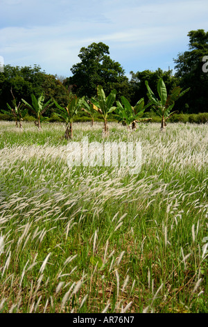 Seerosengewächse Rasen (Imperata Cylindrica) bekannt als Cogon grass(US), blady Rasen (Australien) oder Lalang (Malaysia). Stockfoto