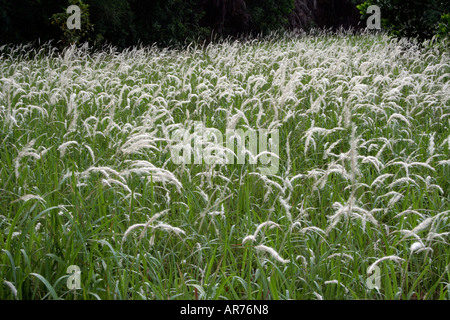 Seerosengewächse Rasen (Imperata Cylindrica) bekannt als Cogon grass(US), blady Rasen (Australien) oder Lalang (Malaysia). Stockfoto