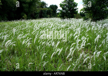 Seerosengewächse Rasen (Imperata Cylindrica) bekannt als Cogon grass(US), blady Rasen (Australien) oder Lalang (Malaysia). Stockfoto