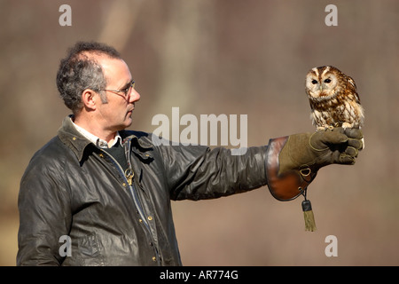 Falconer holding a Tawny Owl Strix aluco Stockfoto