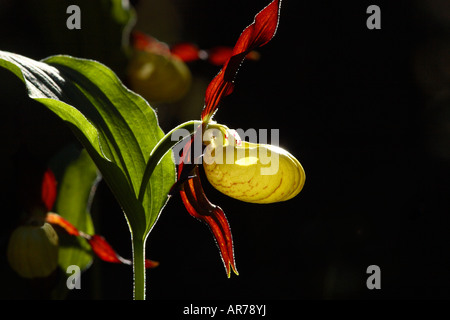 Ladys Slipper Orchidee Cypridedium Calceolus Hintergrundbeleuchtung vor einem dunklen Hintergrund Norwegen Skandinavien Stockfoto