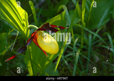 Ladys Slipper Orchidee Cypridedium Calceolus Hintergrundbeleuchtung Stockfoto