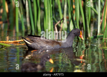 Altrosa Moorhen Gallinula tenebrosa Stockfoto